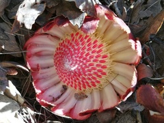 Protea amplexicaulis
