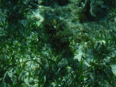 Chilomycterus antillarum