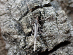 Rhomphaea