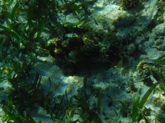 Chilomycterus antillarum