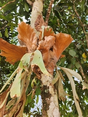 Platycerium stemaria