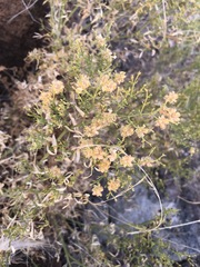 Pegolettia