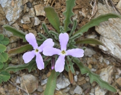 Matthiola lunata