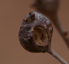 Zapatella quercusphellos