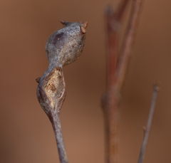 Zapatella quercusphellos