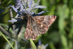 Muschampia floccifera