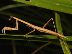 Tenodera