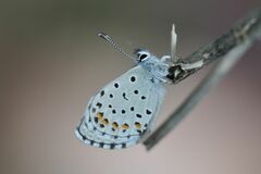 Pseudophilotes baton