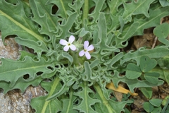 Matthiola lunata