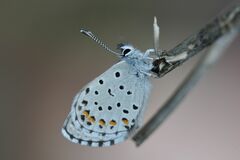 Pseudophilotes baton