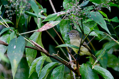 Phyllomyias fasciatus