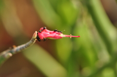 Euphorbia tithymaloides
