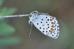 Pseudophilotes baton