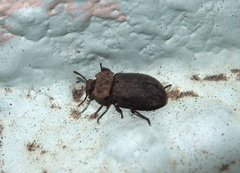 Opatrini