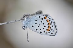 Pseudophilotes baton