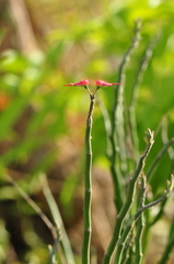 Euphorbia tithymaloides