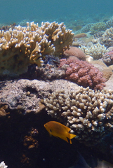 Pomacentrus sulfureus