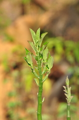Euphorbia tithymaloides