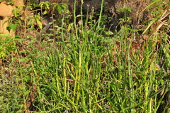 Euphorbia tithymaloides