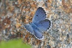 Pseudophilotes baton