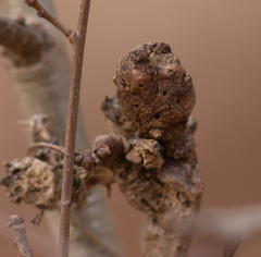 Neuroterus quercusbatatus