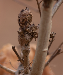 Neuroterus quercusbatatus