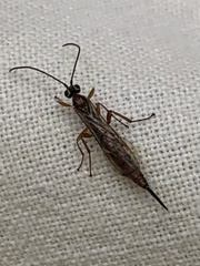 Tromatobia lineatoria