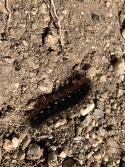 Apantesis incorrupta