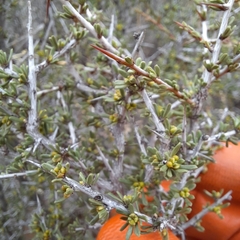 Condalia ericoides
