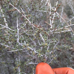 Condalia ericoides