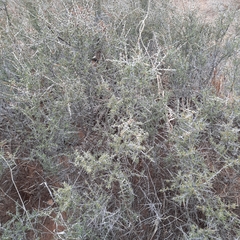 Condalia ericoides
