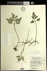 Sceptridium oneidense