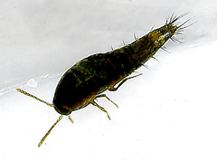 Tachyporus hypnorum
