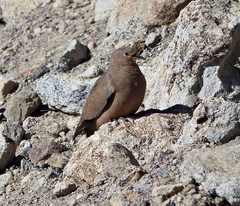 Metriopelia melanoptera