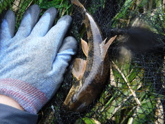 Pseudogobio esocinus