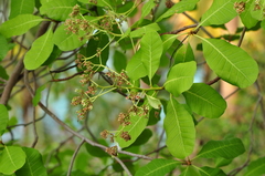 Anacardium occidentale