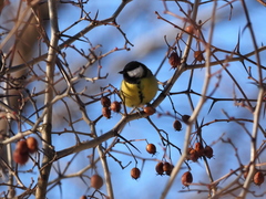 Parus major