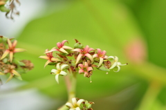 Anacardium occidentale