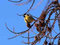 Parus major
