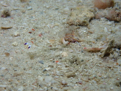 Ancylomenes holthuisi