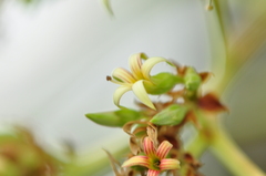 Anacardium occidentale