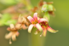 Anacardium occidentale