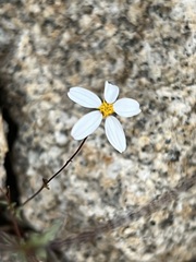 Coreocarpus parthenioides