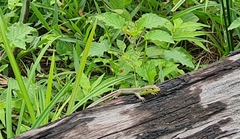 Cnemidophorus cryptus