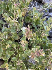 Mirabilis tenuiloba