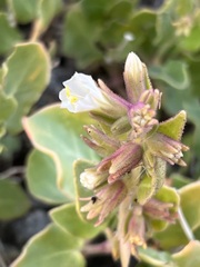 Mirabilis tenuiloba