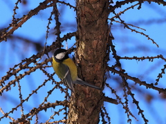 Parus major