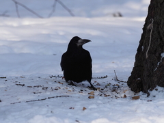 Corvus frugilegus