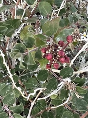 Euphorbia tomentulosa