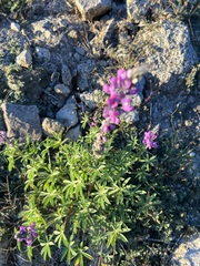 Lupinus arizonicus